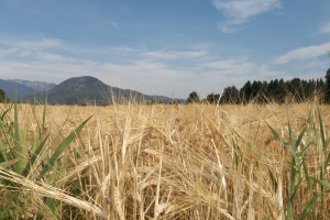 wheat-field-100dpi